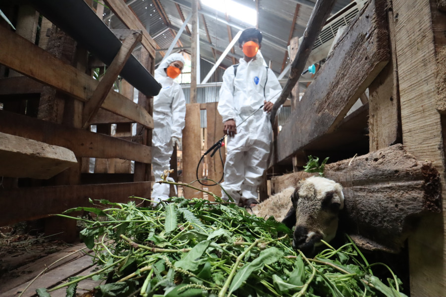 Petugas sedang melakukan pengecekan hewan ternak dengan menggunakan APD sebagai langkah penerapan biosecurity di peternakan kambing Lintas Dingin, Kota Bengkulu, Kamis (6/10).