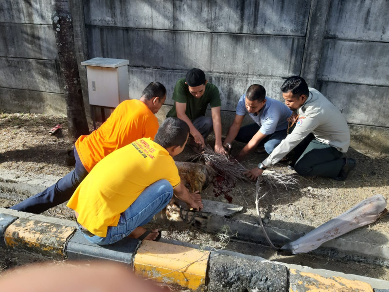 BNPB melakukan pemotongan hewan kurban pada Senin (11/7) di Bekasi, Jawa Barat dan UPT BNPB di Padang, Sumatera Barat.