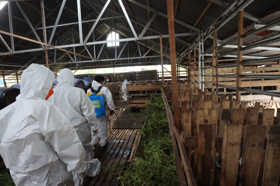 Petugas sedang melakukan pengecekan hewan ternak dengan menggunakan APD sebagai langkah penerapan biosecurity di peternakan kambing Lintas Dingin, Kota Bengkulu, Kamis (6/10).