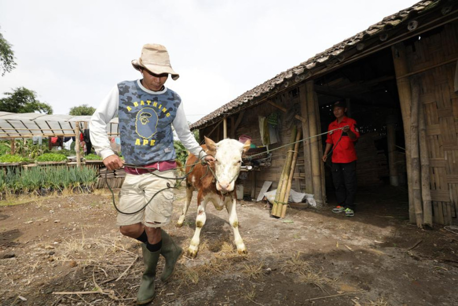 Warga dibantu Tim Siaga Desa (TSD) Tlogolele mengevakuasi hewan ternak di Desa Stabelan, Kecamatan Selo, Kabupaten Boyolali, Jawa Tengah, Senin (26/4).